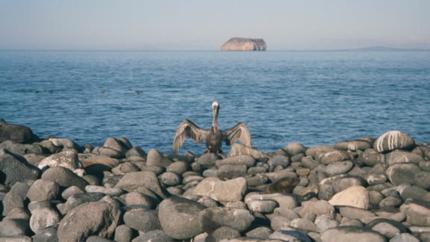 Photos from Galapagos Islands - Birds and Iguanas</a>