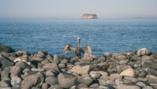 Galapagos Islands ~ Birds & Iguanas