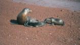 Galapagos Islands ~ Sea life & Lava 